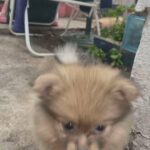 Pomeranian Puppies