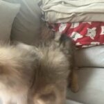 Pomeranian Puppies