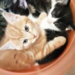 Adorable litter of maine coon x shofthair kittens in Bradford