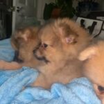 Pomeranian Puppies