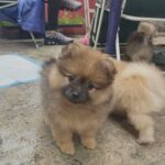 Pomeranian Puppies