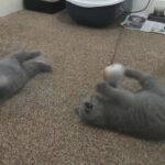 boy and a girl British shorthair for sale