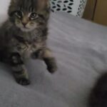 Maine coon kittens 2 boys in Coventry