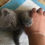 male british shorthair