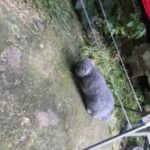 male and female remaining  British shorthair and scottishfold