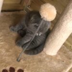 female British short hair and scottishfold