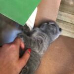 female scottishfold and British shorthair