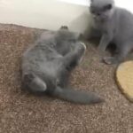 ready now!! British shorthair