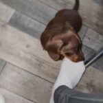 Daschund Miniature Boy