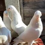 Turkish pigeons for sale in Guildford