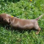 MINIATURE DACHSHUND BOY