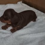 Chocolate and tan  Miniature dachshund