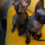 Canadian sphynx female