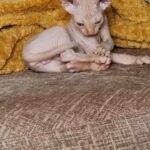 male sphynx