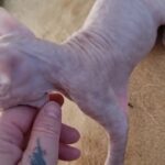 sphynx