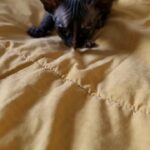 female sphynx