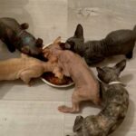 sphynx kittens
