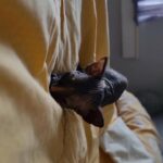 female sphynx