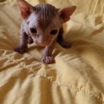 male sphynx