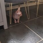 sphynx kittens