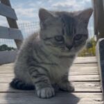 kittens Available Now