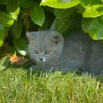 male gccf registered kitten