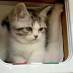 stunning Kittens