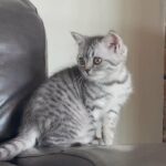 kittens Available Now