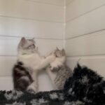 BSH kittens ready now