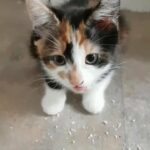 lovely female kitten