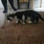 3 kittens in barking