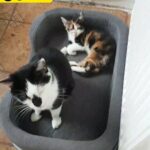 lovely female kitten