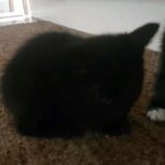 lovely kittens