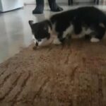 2 kittens very cute in barking