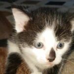 love kittens in London