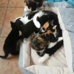 Lovely kittens for sale