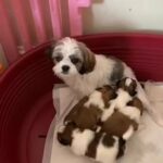 Shih tzu x Malshi puppies £1840
