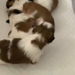 Shih tzu cross Malshi £1800