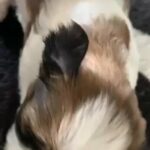 malshi x Shih tzu girl £1800