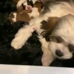 Shih tzu crossed with malshi puppies