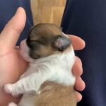 Shih tzu x malshi puppies