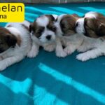 Shih tzu cross Malshi £1800