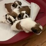Shih Tzu x Malshi puppies