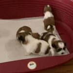 Shih tzu cross Malshi £1800