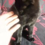 vaccinated kitten