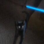 kitten