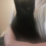 beautiful kitten