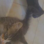 kitten