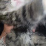 kitty