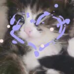 Beautiful kitten needs home ASAP